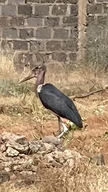 Vi mötte en Marabostork på skolgården